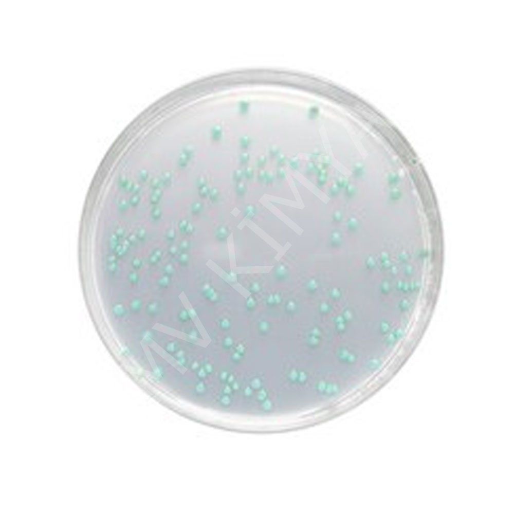 Listeria Selective Agar Base Acc. Ottavıanı And Agostı (Iso 11290) For Microbiology Chromocult® M100427.0500