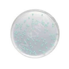 Listeria Selective Agar Base Acc. Ottavıanı And Agostı (Iso 11290) For Microbiology Chromocult® M100427.0500