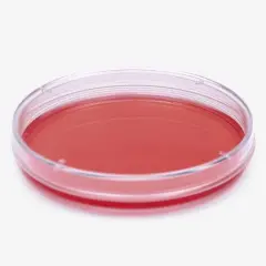 Petri Kutusu - Hücre Kültürü İçin - 90 Mm Çap