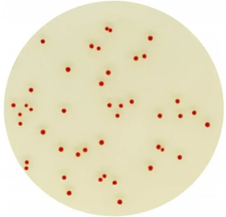 Chromagar Campylobacter 10 Adet