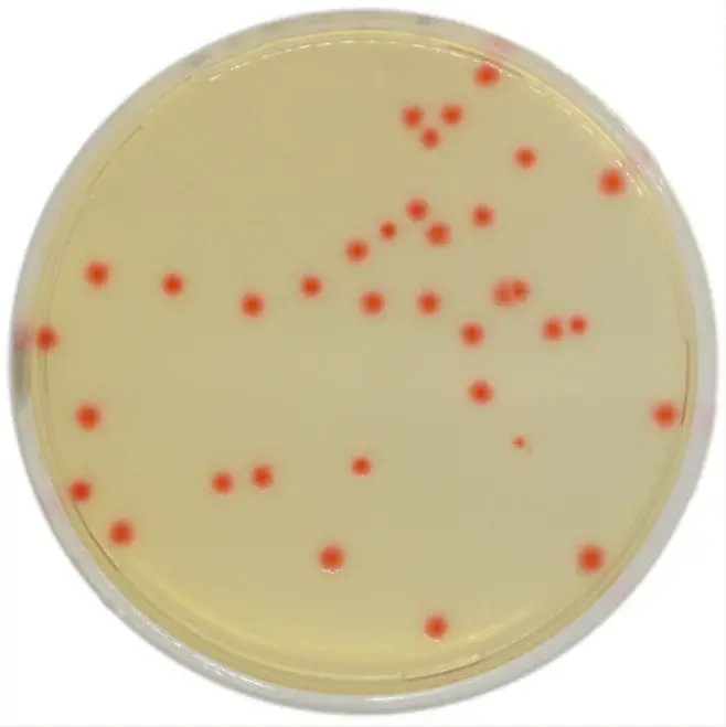 Chromagar C.perfringens 10 Adet