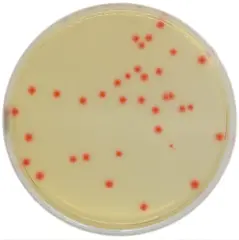 Chromagar C.perfringens 10 Adet