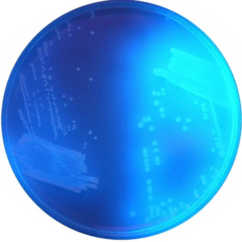 Chromagar C.difficile 10 Adet