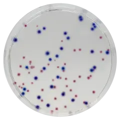 Chromagar Cca 10 Adet