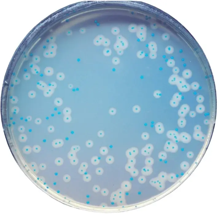 Chromagar Listeria 10 Adet