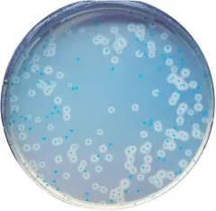 Chromagar Listeria 10 Adet