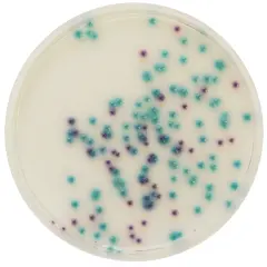 Chromagar Pseudomonas 10 Adet
