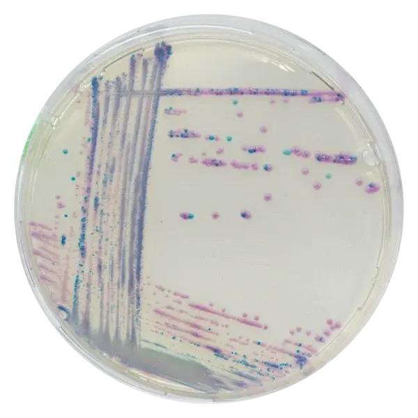 Chromagar S.aureus 10 Adet