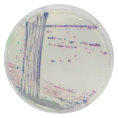 Chromagar S.aureus 10 Adet