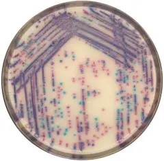 Chromagar Salmonella Plus 10 Adet