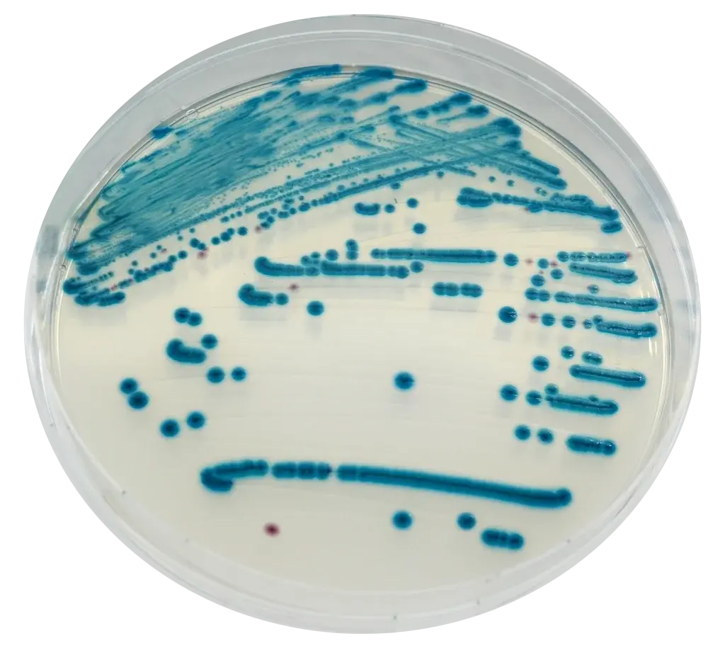 Chromagar Stec 10 Adet