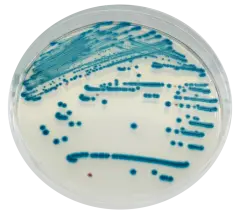 Chromagar Stec 10 Adet