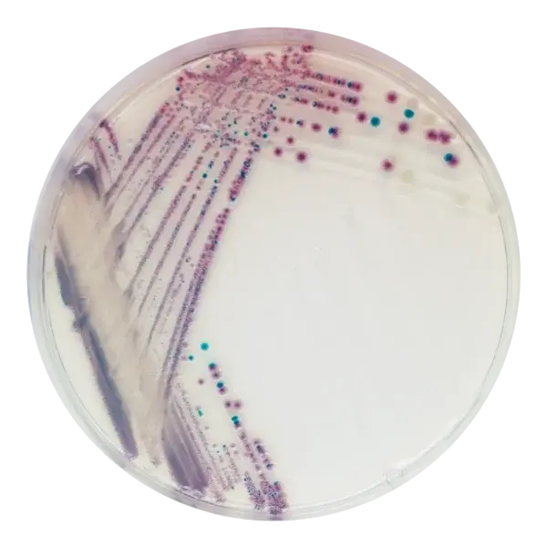 Chromagar Vibrio 10 Adet