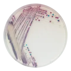 Chromagar Vibrio 10 Adet