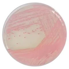 Chromagar Mrsa 10 Adet