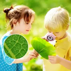 Mg355 Eğitici 500x Dijital El Mikroskobu