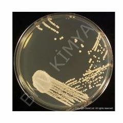 Sabouraud Dextrose Agar 500G Cm0041B