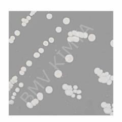 L. Monocytogenes Atcc 7644 Pk/5 R4603970