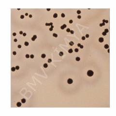 S. Aureus Atcc 25923 Pk/5 R4607010